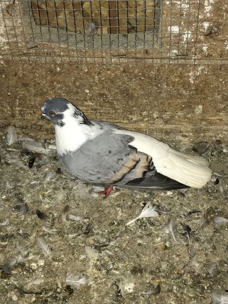 F67F22EB-6439-4C74-B5CE-53B2F054D187 - Vargati codalbi