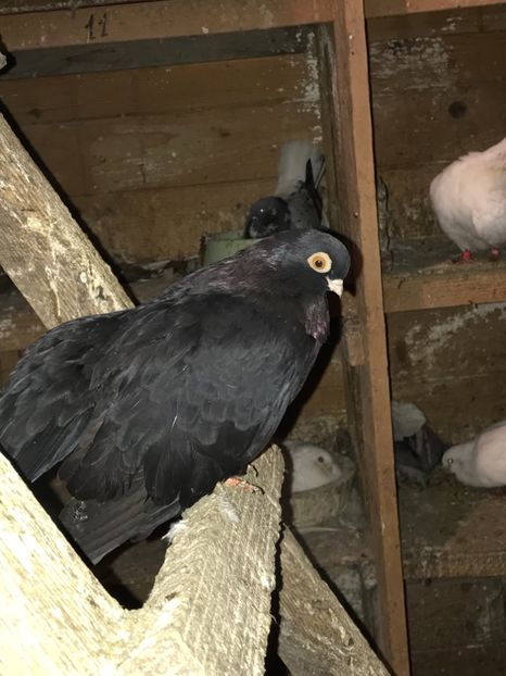 BB5F329E-F053-43B2-B85E-58B2F1F03142 - Negri turci