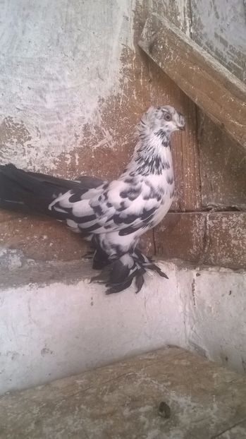  - Puii botosani 2017