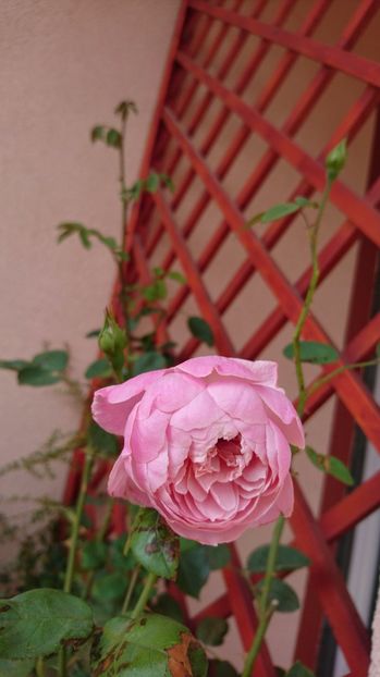  - Alnwick castle rose