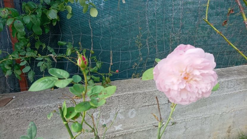  - Alnwick castle rose