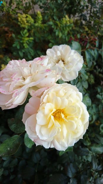  - Uetersener klosterrose- urcator