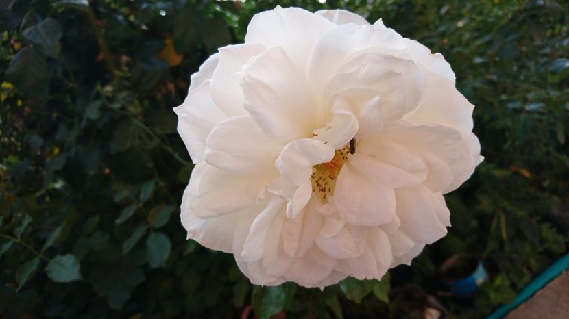  - Uetersener klosterrose- urcator