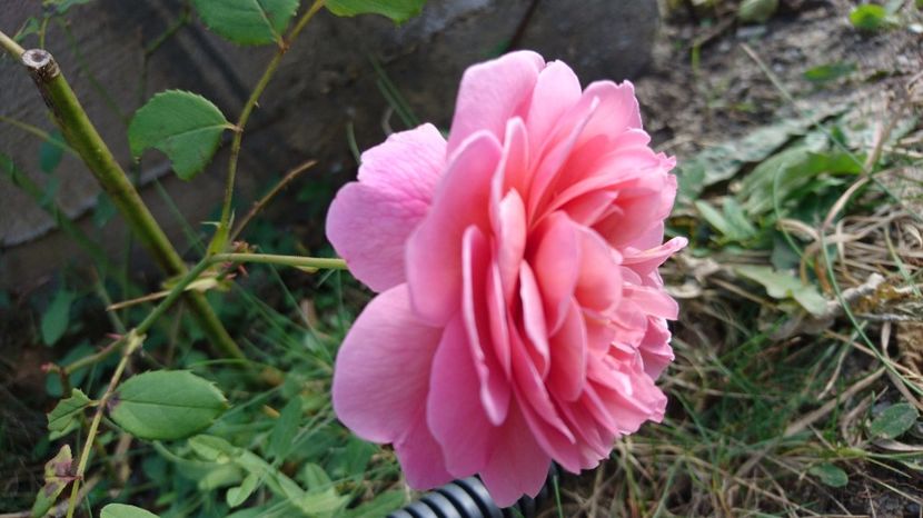  - Princess Alexandra of Kent