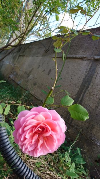  - Princess Alexandra of Kent