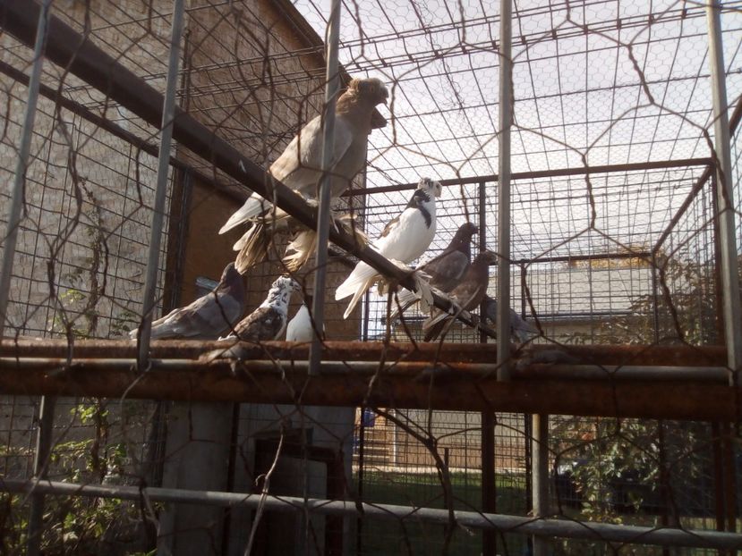  - JDB Octombrie 2017