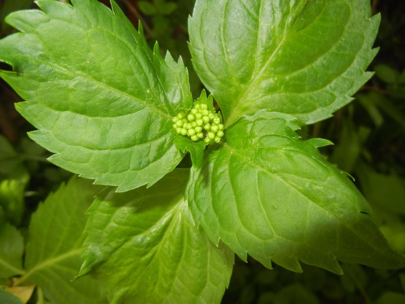 Hydrangea macrophylla (2017, May 05) - HYDRANGEA Hortensia