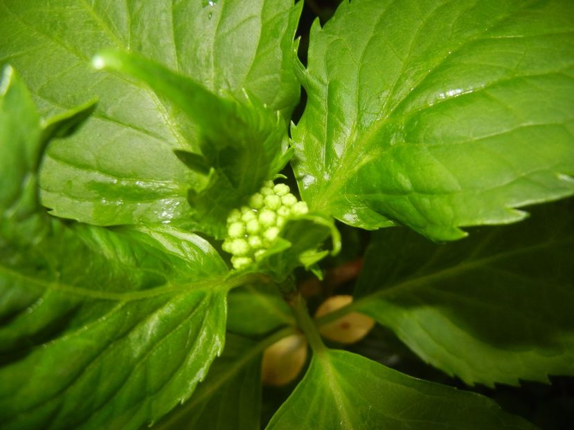 Hydrangea macrophylla (2017, May 08) - HYDRANGEA Hortensia