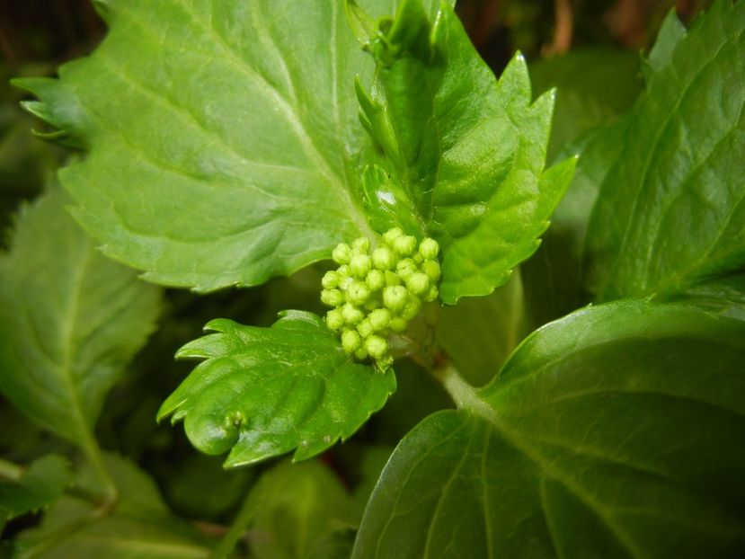 Hydrangea macrophylla (2017, May 11) - HYDRANGEA Hortensia