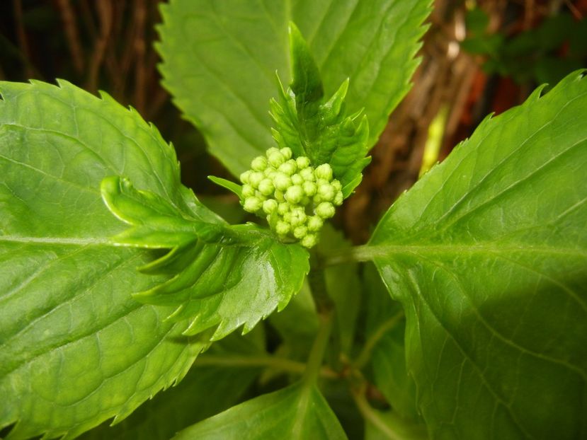 Hydrangea macrophylla (2017, May 11) - HYDRANGEA Hortensia