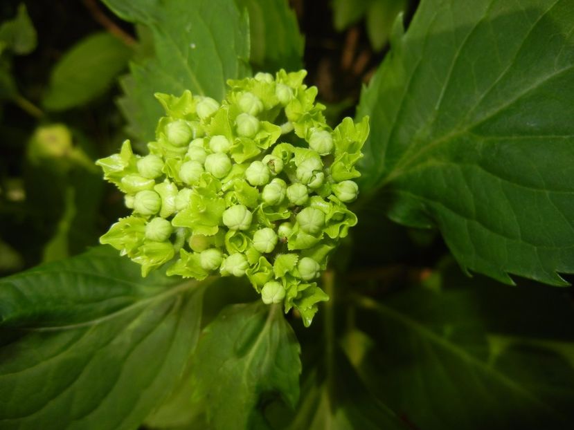 Hydrangea macrophylla (2017, May 29) - HYDRANGEA Hortensia