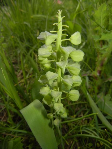 M. armeniacum_Seed pods (17, May 11) - Muscari Armeniacum