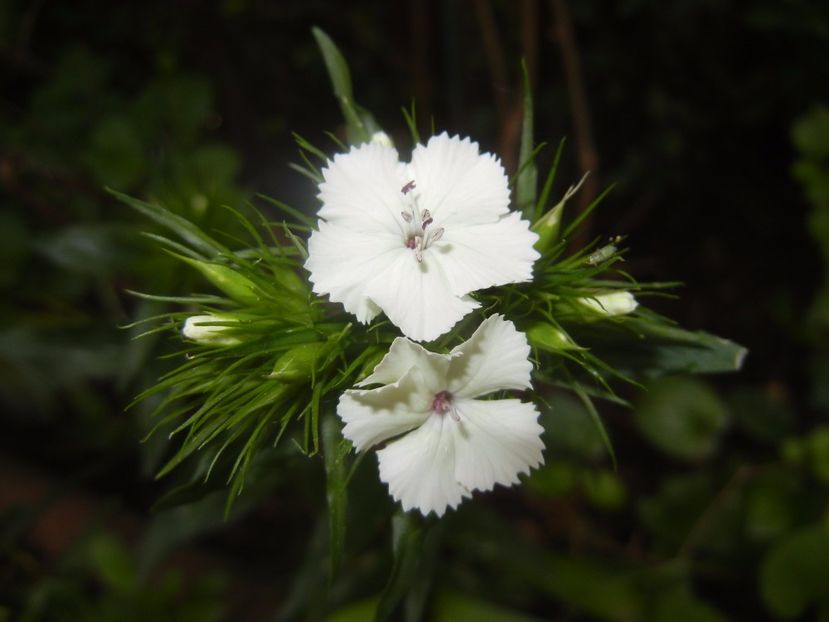 Dianthus barbatus (2017, May 21) - Dianthus Barbatus