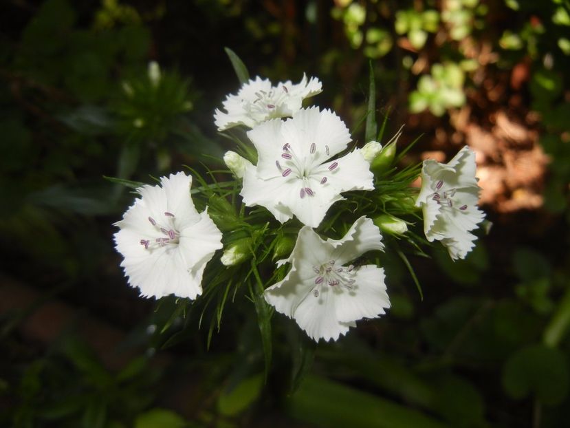Dianthus barbatus (2017, May 24) - Dianthus Barbatus