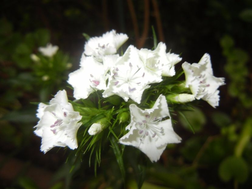 Dianthus barbatus (2017, May 25) - Dianthus Barbatus