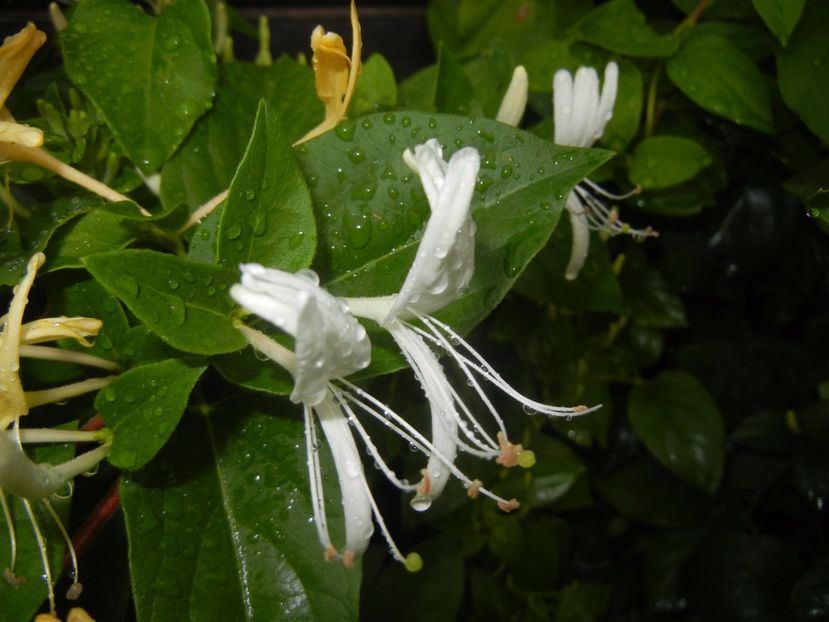 Lonicera japonica (2017, May 25) - LONICERA Japonica