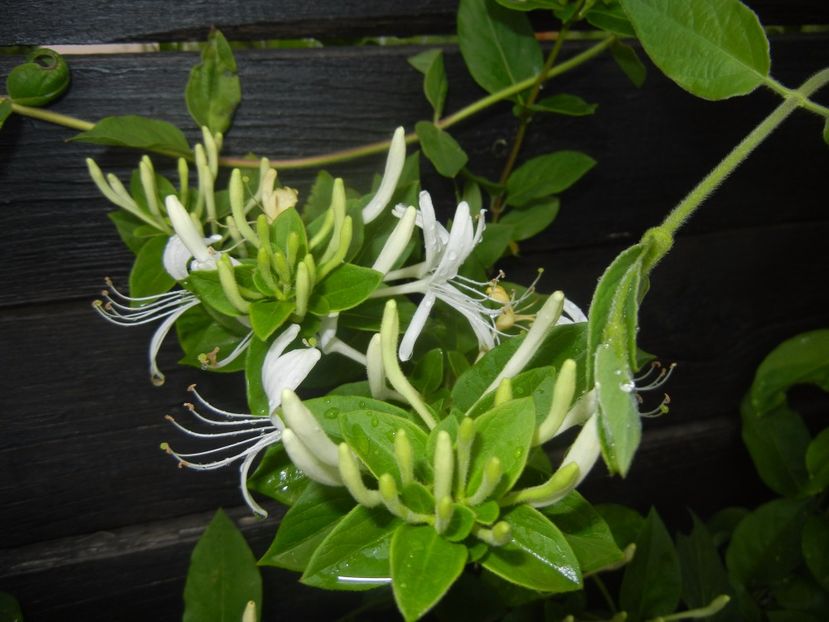 Lonicera japonica (2017, May 25) - LONICERA Japonica