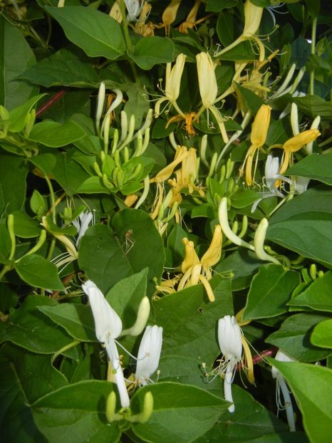 Lonicera japonica (2017, May 29) - LONICERA Japonica