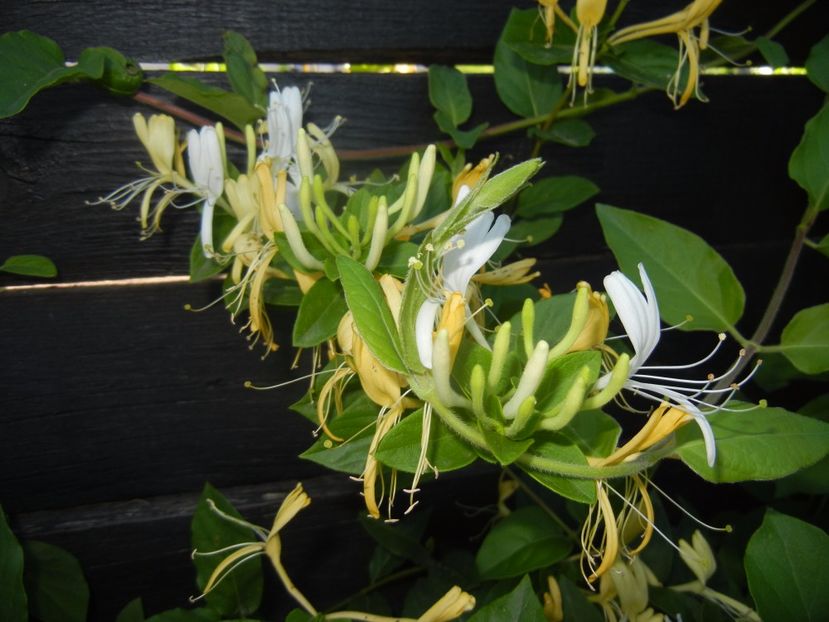 Lonicera japonica (2017, May 29) - LONICERA Japonica