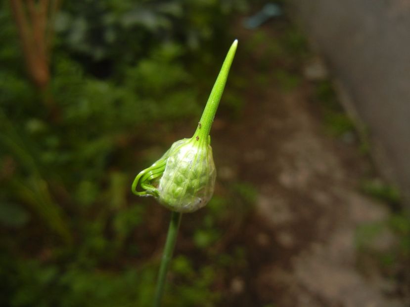 Allium Hair (2017, June 02) - Allium vineale Hair