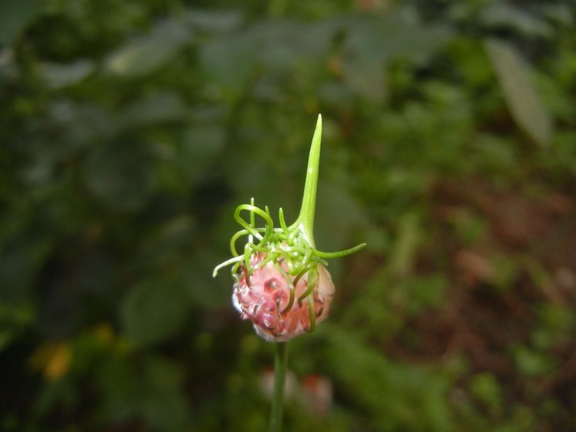 Allium Hair (2017, June 02) - Allium vineale Hair