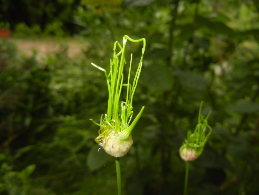 Allium Hair (2017, June 04) - Allium vineale Hair