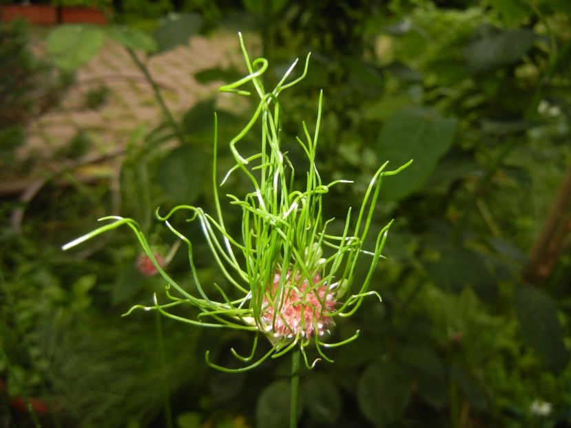 Allium Hair (2017, June 08) - Allium vineale Hair