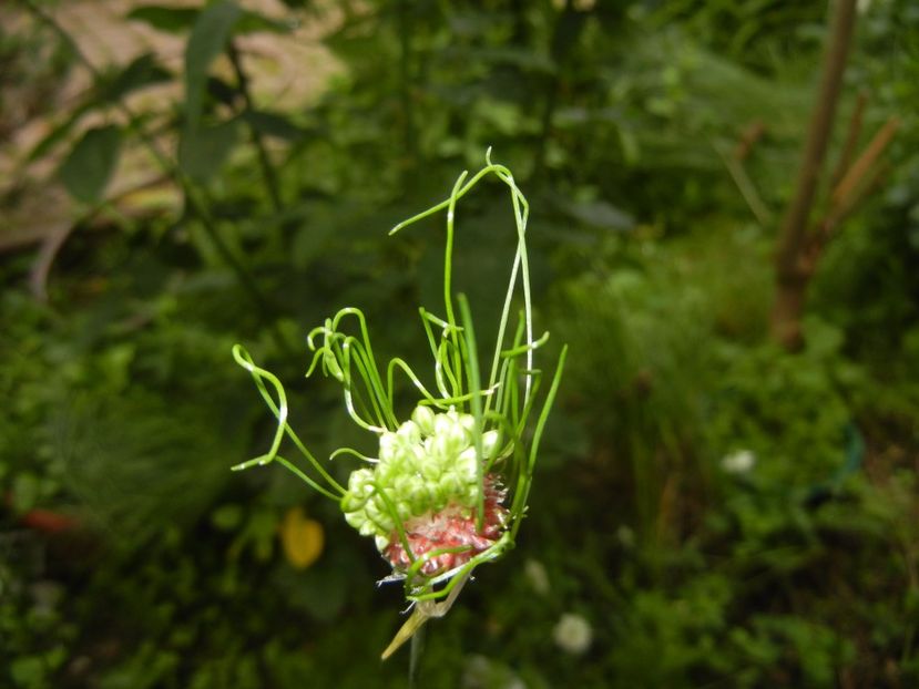 Allium Hair (2017, June 08) - Allium vineale Hair