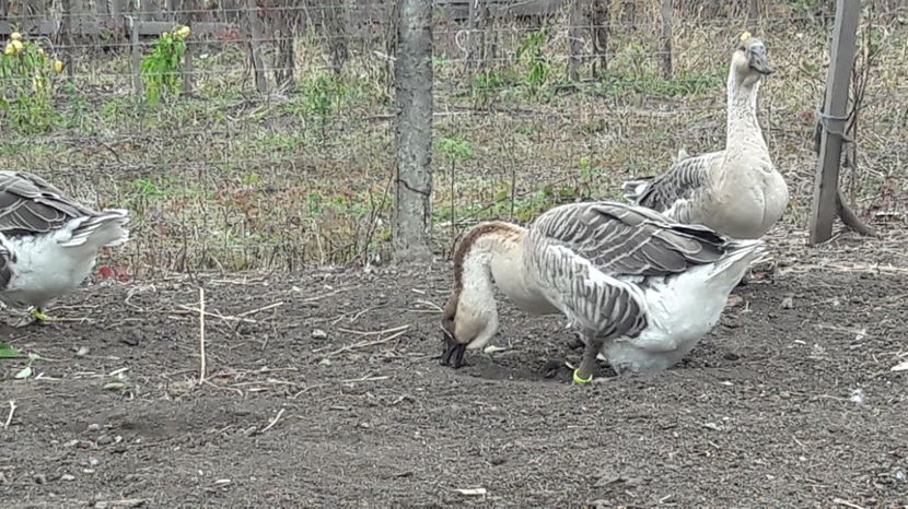  - 3 Boboci de gasca Africana 2017