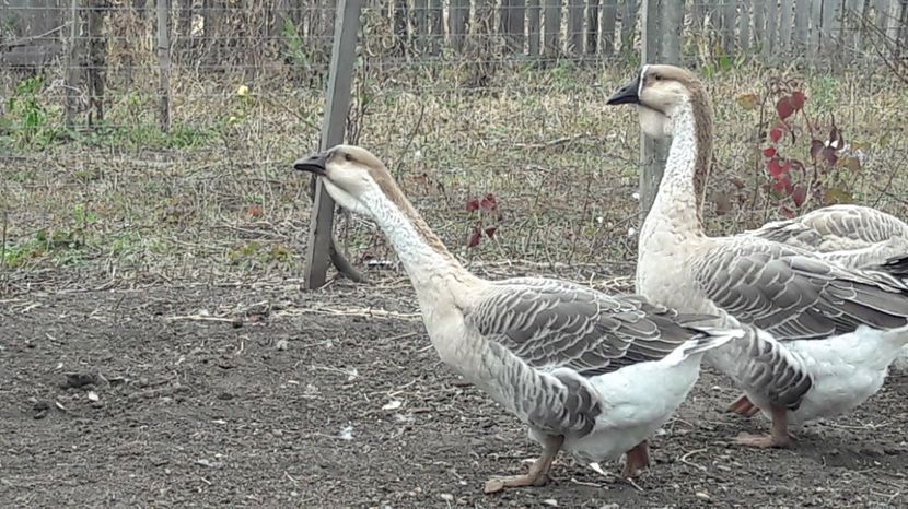  - 3 Boboci de gasca Africana 2017