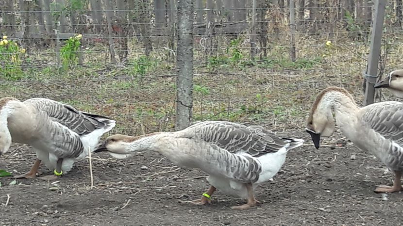  - 3 Boboci de gasca Africana 2017