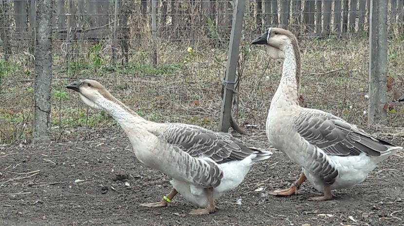  - 3 Boboci de gasca Africana 2017