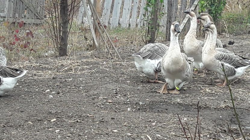  - 3 Boboci de gasca Africana 2017