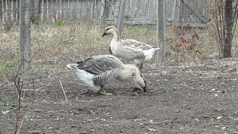  - 3 Boboci de gasca Africana 2017