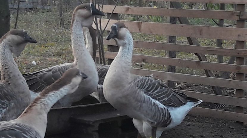  - 3 Boboci de gasca Africana 2017