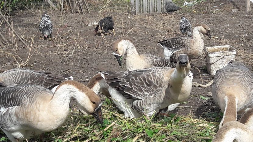  - 3 Boboci de gasca Africana 2017