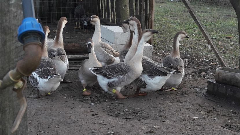  - 3 Boboci de gasca Africana 2017