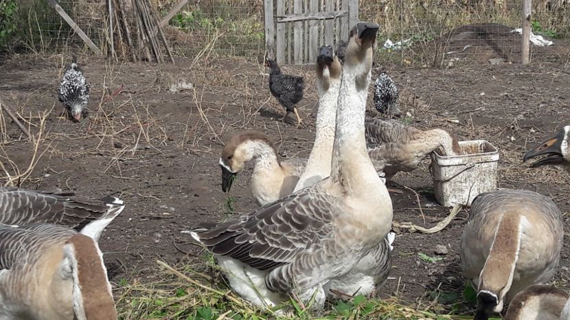  - 3 Boboci de gasca Africana 2017