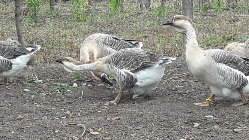  - 3 Boboci de gasca Africana 2017