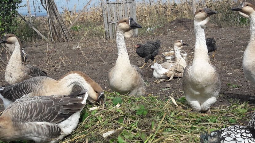  - 3 Boboci de gasca Africana 2017