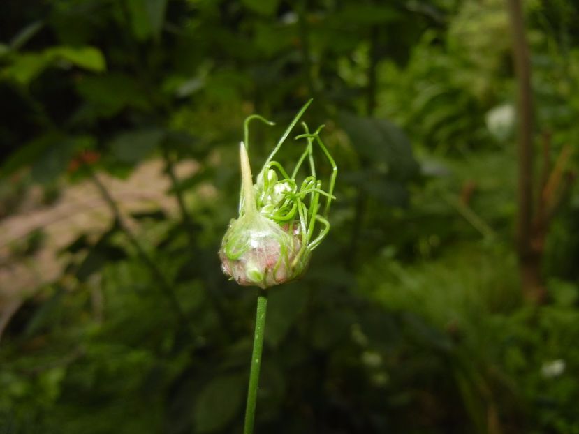 Allium Hair (2017, June 08) - Allium vineale Hair