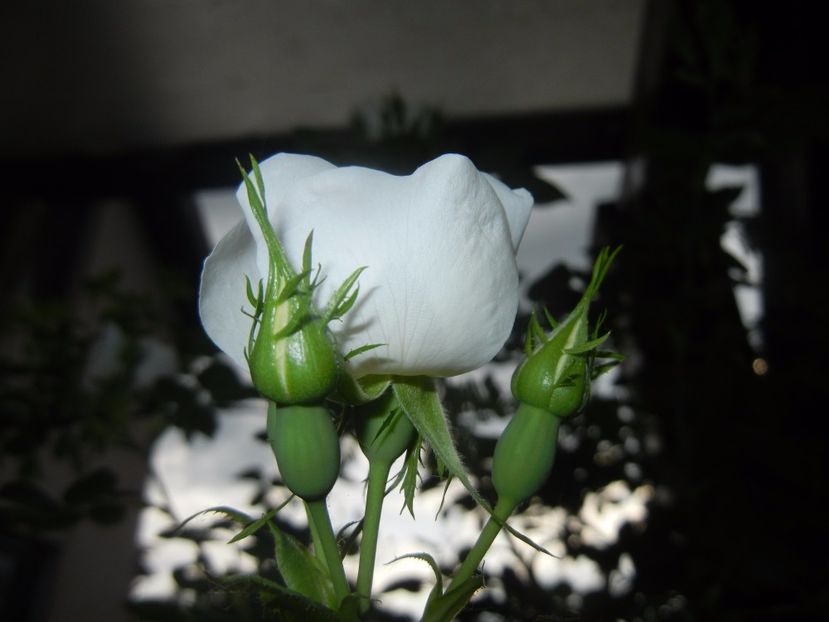 Rosa canina. Dog Rose (2017, May 16) - ROSA Canina_Dog Rose