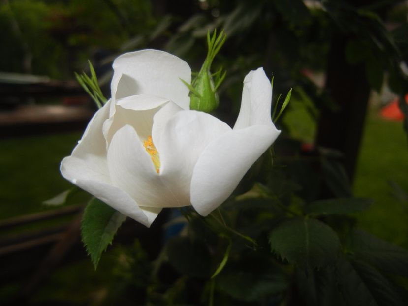 Rosa canina. Dog Rose (2017, May 16) - ROSA Canina_Dog Rose