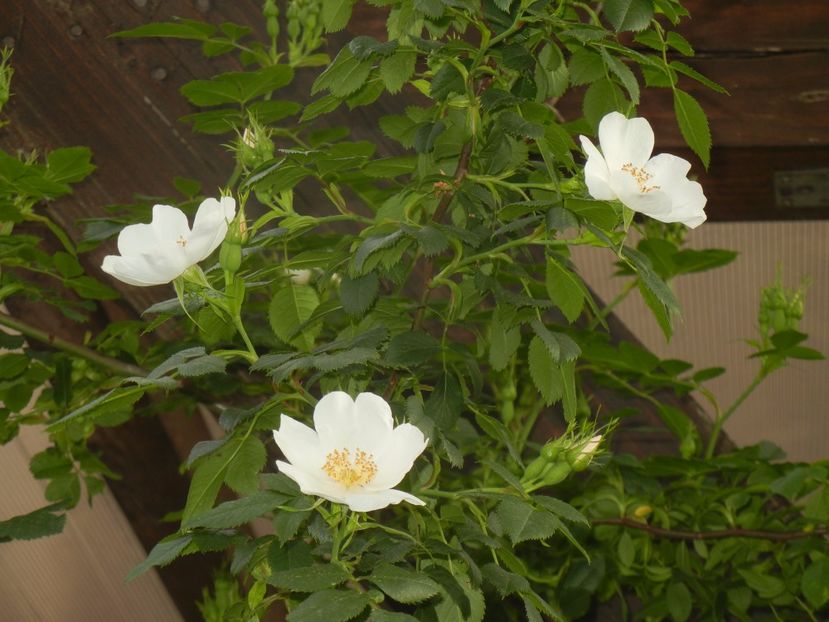 Rosa canina. Dog Rose (2017, May 16) - ROSA Canina_Dog Rose