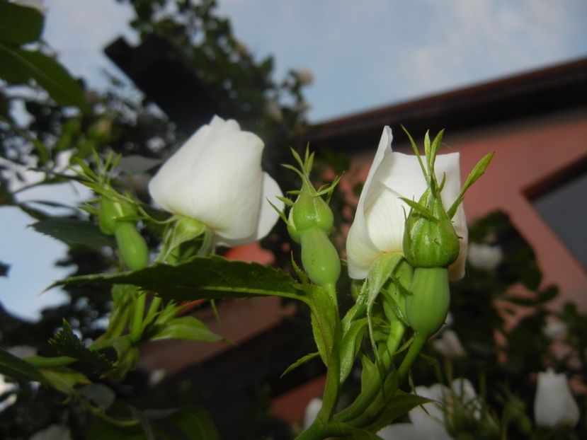 Rosa canina. Dog Rose (2017, May 17) - ROSA Canina_Dog Rose