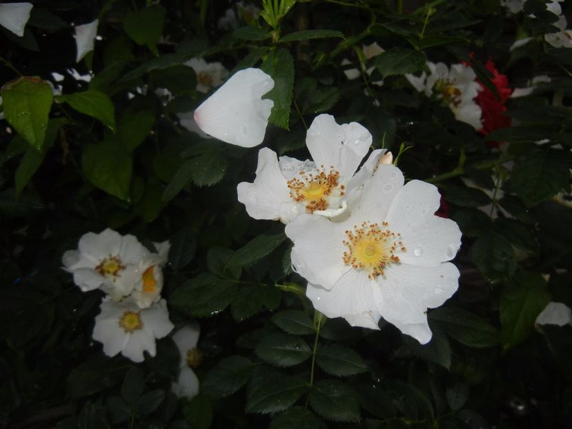 Rosa canina. Dog Rose (2017, May 25) - ROSA Canina_Dog Rose