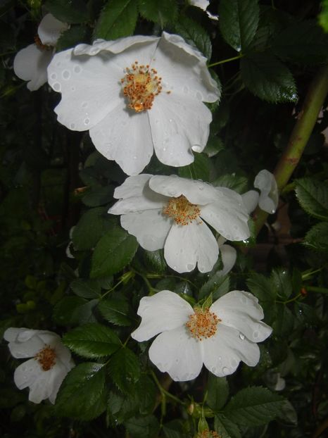 Rosa canina. Dog Rose (2017, May 25) - ROSA Canina_Dog Rose