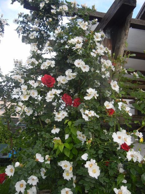 Rosa canina. Dog Rose (2017, May 25) - ROSA Canina_Dog Rose