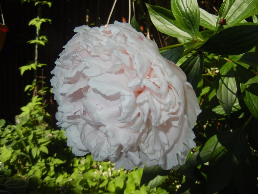 White Peony (2017, May 29) - Peony White