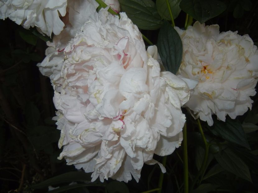 White Peony (2017, June 02) - Peony White